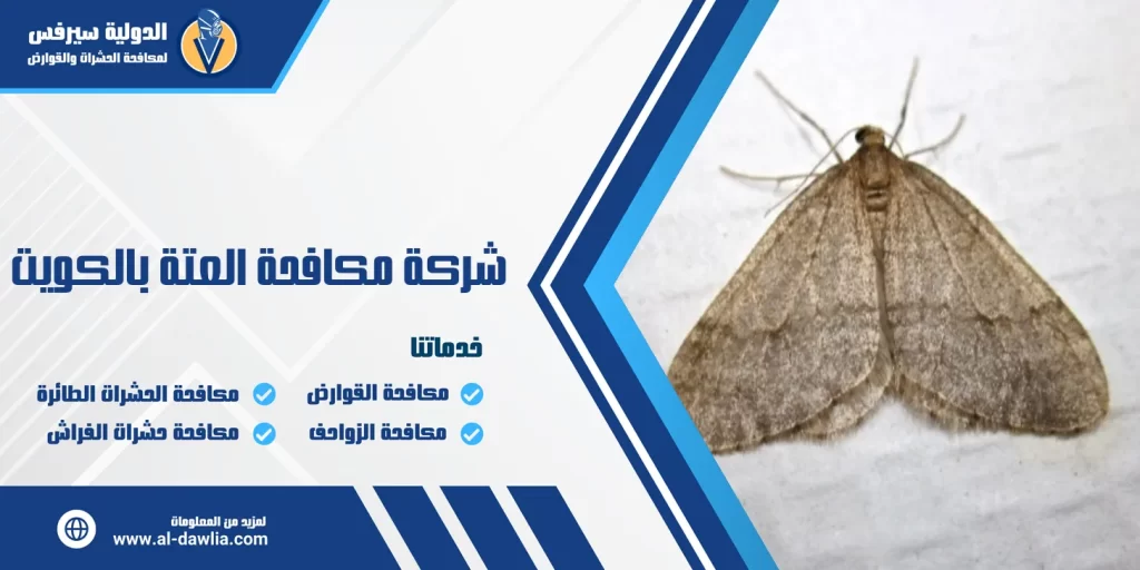 شركة مكافحة العتة بالكويت